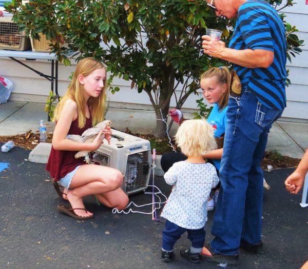 Volunteers let kids pet all sorts of livestock at the petting zoo located near the Templeton Historical Society Museum