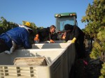 whalebone vineyard - Paso Robles-pickers.JPG