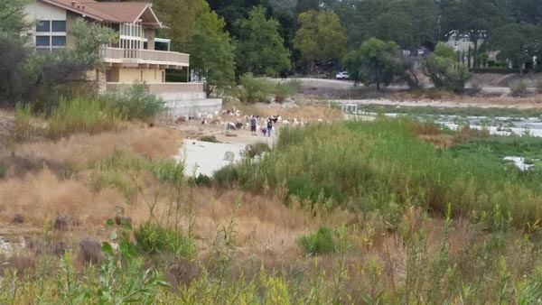 Goats clear the perimeter of Atascadero Lake. Photo from Friends of the Atascadero Lake. 