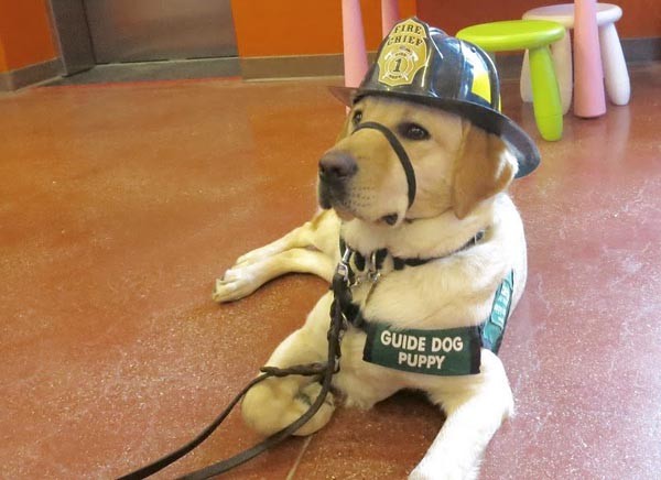 Atascdero fire department guide dogs PAWS 4 Sight