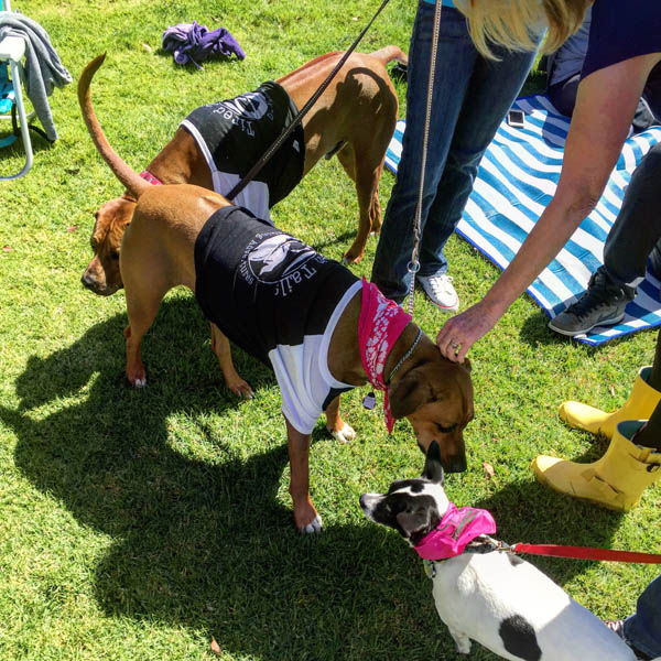 Dogs enjoying festival