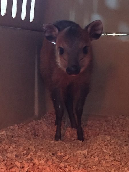 Red Flanked Duiker Born at Local Zoo • Atascadero News