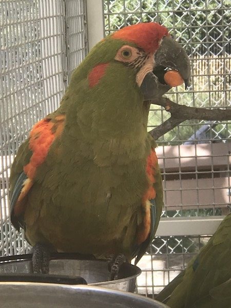 Red Fronted Macaw charles paddock zoo