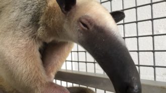 Southern Tamandua charles paddock zoo