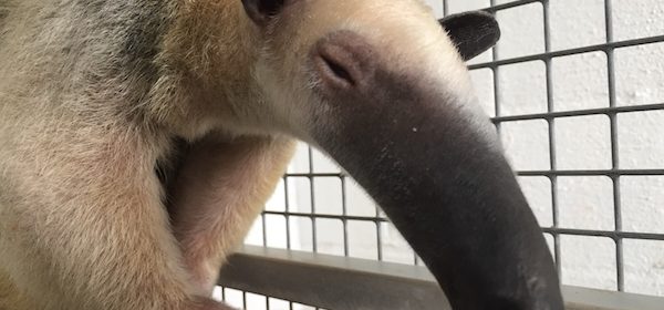 Southern Tamandua charles paddock zoo