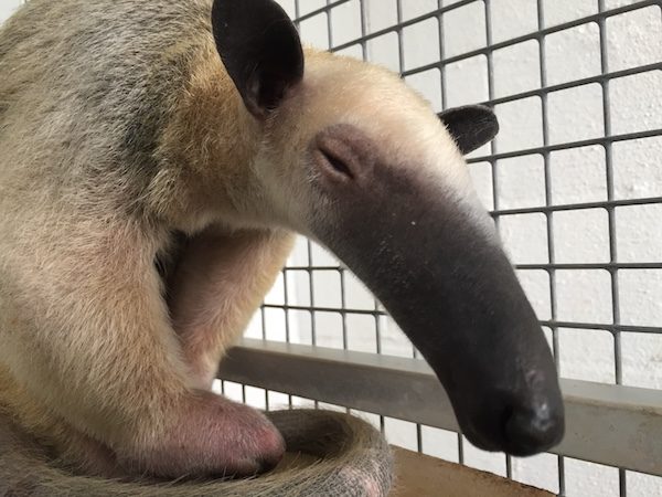 Southern Tamandua charles paddock zoo