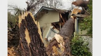 tree through atascadero apartment complex