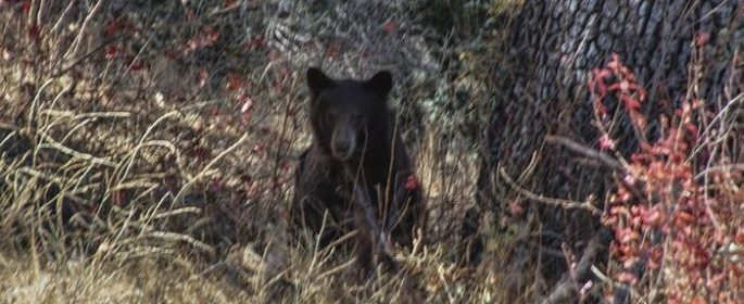 Black bear spotted in Santa Margarita foraging wine grapes