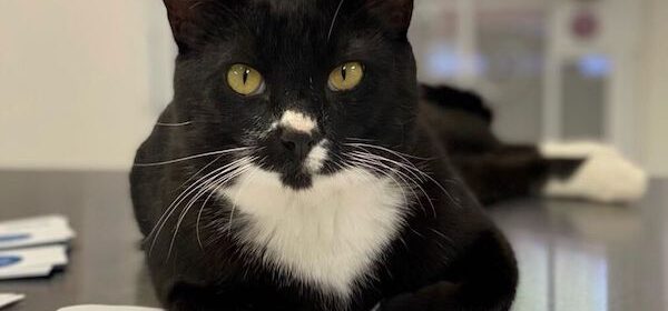 Adoptable Pet of the Week- Tex