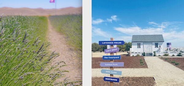 Festival happening June 12-13 –The Lavender Garden in Lost Hills will host its first-ever Lavender Festival on June 12-13. Join them as they celebrate their spring bloom. The Lavender Garden is located at 14014 CA-46 in Lost Hills, CA on Hwy 46 between Bakersfield and the Central Coast. The festival will run on Saturday June 12 from 10 a.m. - 8 p.m. and Sunday June 13 from 10 a.m. - 5 p.m. The 1st Annual Lavender Festival is an event for the entire family. They will crown the 2021 Lavender Festival Queen, Jr. Queen, and Princess in a pageant Saturday, June 12 at 1 p.m., presented by Legacy Productions and Miss Kern County. For info email: themisskerncountypageant@yahoo.com. Enjoy the festivities in the midst of the fully bloomed lavender fields. They will present Jim Ranger from Season 19 of The Voice and Bakersfield native in a concert on Saturday, June 12 at 6 p.m. The Festival will feature live music as well. The kids will enjoy a petting zoo and train ride, and they’ll have a vast variety of food and craft vendors from the region sure to delight. Check out our Lavender seminars on both days. Victor from Victor’s Lavender will be travelling from his lavender farm in Washington. Victor is a well-known icon in the lavender community. Dane from Kuntz Family Farms in Bakersfield will be here as well, speaking about bees. Kuntz Family Farms supplies our honey available in the gift shop.