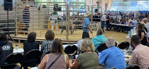 Live-Stock-Auction