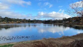 Lake with little black ducks