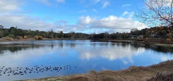 Lake with little black ducks