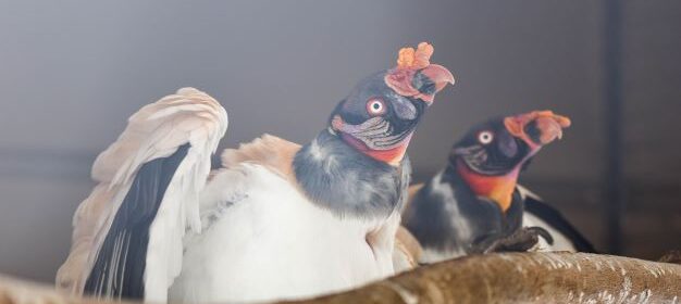 King Vultures at the Charles Paddock Zoo - photo by Christa Lam