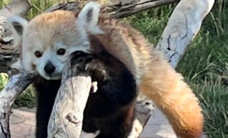Red Panda on tree limb