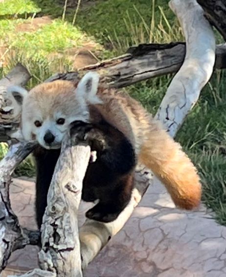 Red Panda on tree limb