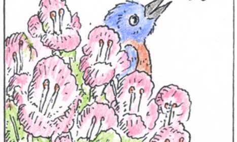 birds drawing