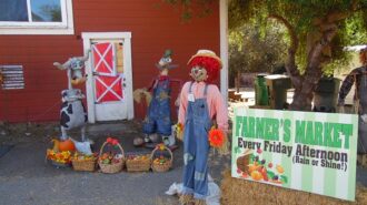 scarecrow fest