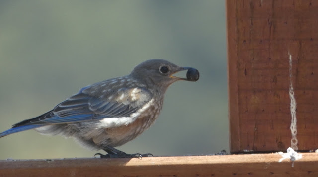 juvenile Western Bluebird with coffeeberry