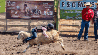 rodeo