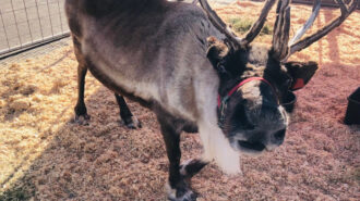 reindeer zoo