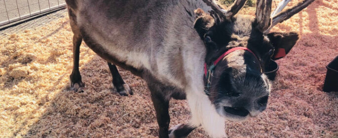 reindeer zoo