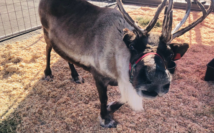 reindeer zoo