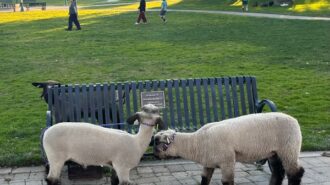 Sunken Garden sheep