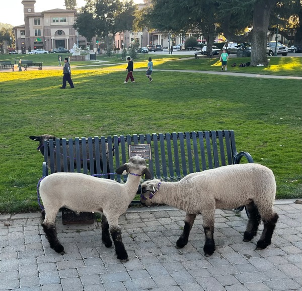 Sunken Garden sheep