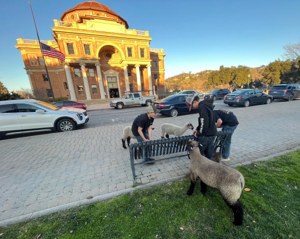 Untying sheep