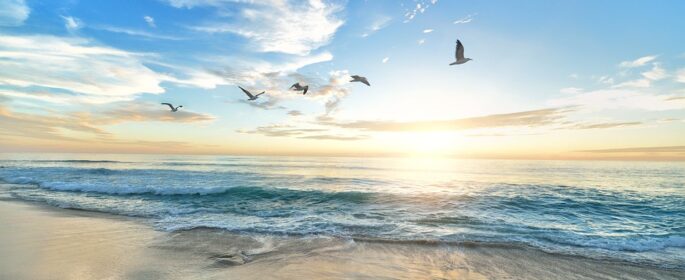 Morro Coast Audubon Society hosting special presentation on seabirds