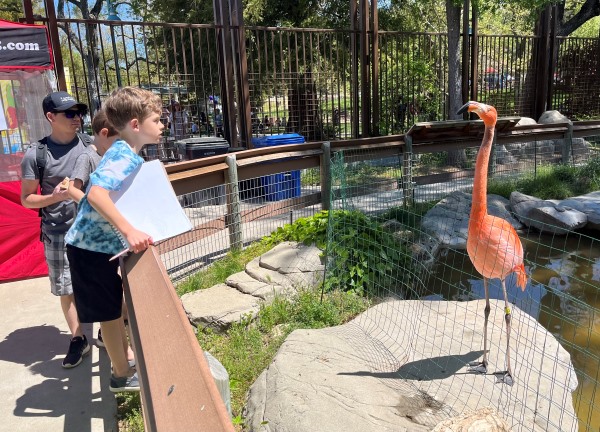 Flamingo and kid