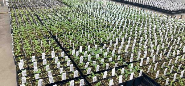 cuesta plant sale