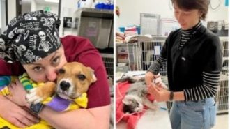 Woods Humane North County in need of volunteers