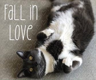 Humane society offering half-off pet adoptions through Sept. 17