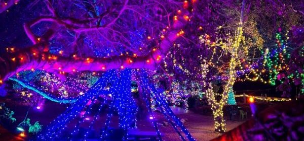 SLO Botanical Garden's annual 'Nature Nights' experience returns