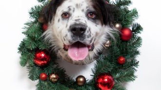 Humane society offering $25 pet adoptions through Christmas Eve