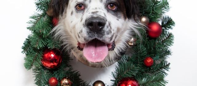 Humane society offering $25 pet adoptions through Christmas Eve