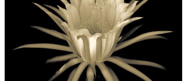 David Strope Photography