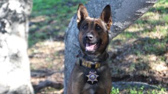 Sheriff's Advisory Foundation hosts benefit for K9 unit