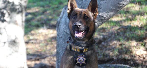 Sheriff's Advisory Foundation hosts benefit for K9 unit