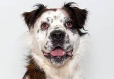 Humane society, animal services offer fee-waived adoptions June 1