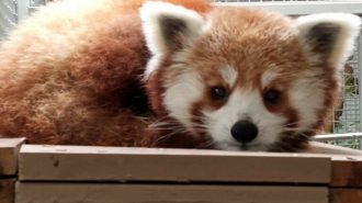 Charles Paddock Zoo welcomes new red panda, baby mongoose lemur