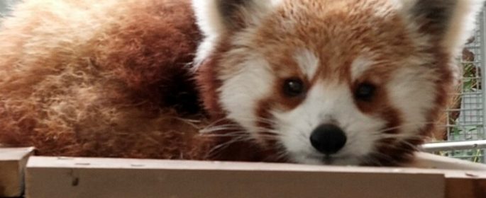 Charles Paddock Zoo welcomes new red panda, baby mongoose lemur