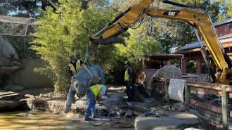 Zoo's bronze tiger sculpture moved to red panda exhibit