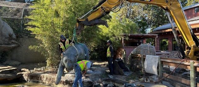 Zoo's bronze tiger sculpture moved to red panda exhibit