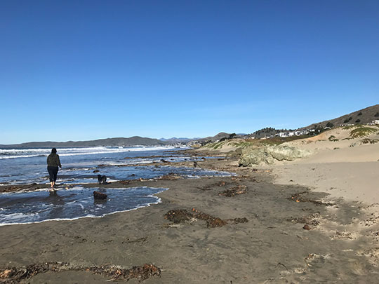 Cal Poly invites community to document king tides Saturday