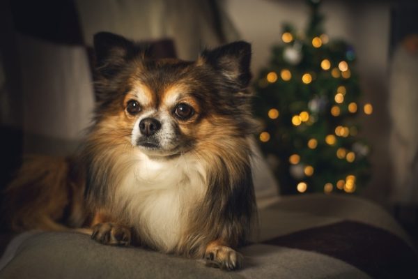 'Howlidays' event Saturday supports animals in need