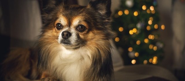 proceeds benefiting Novy’s Ark’s mission of rescuing and rehoming animals