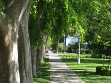 Cal Poly to lead California's urban forestry strategy